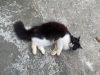 Parsiyan Cat Female